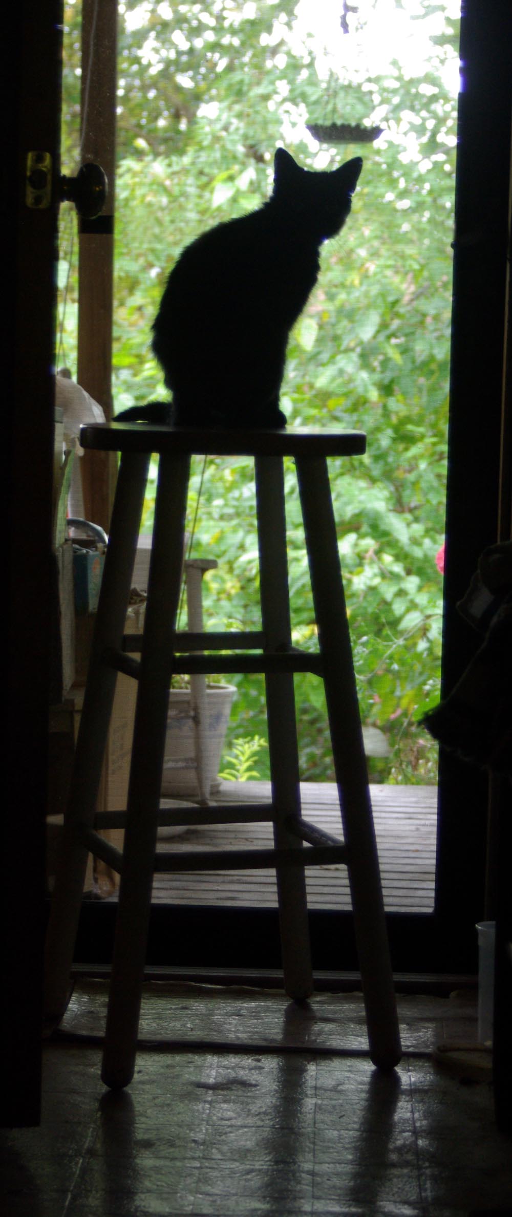 cat on stool looking out door