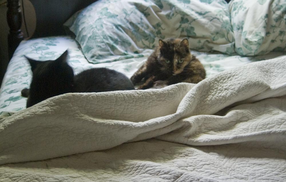 two cats sleeping on unmade bed