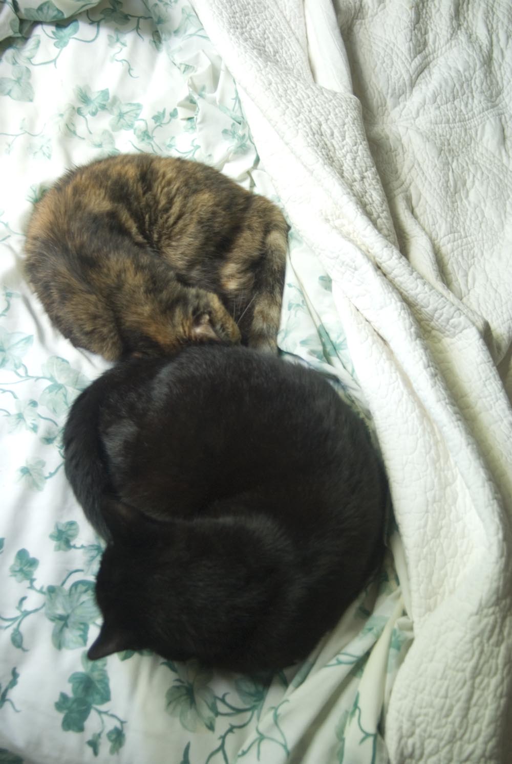 two cats curled on bed