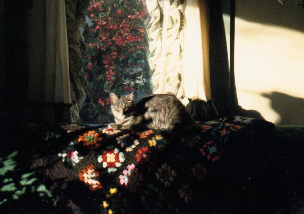 cat on afghan