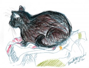 sketch of cat on dishtowels