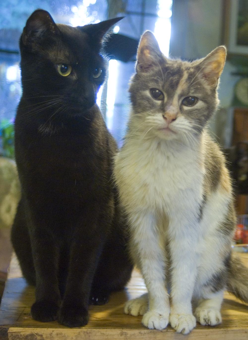 black cat and dilute tortoiseshell cat