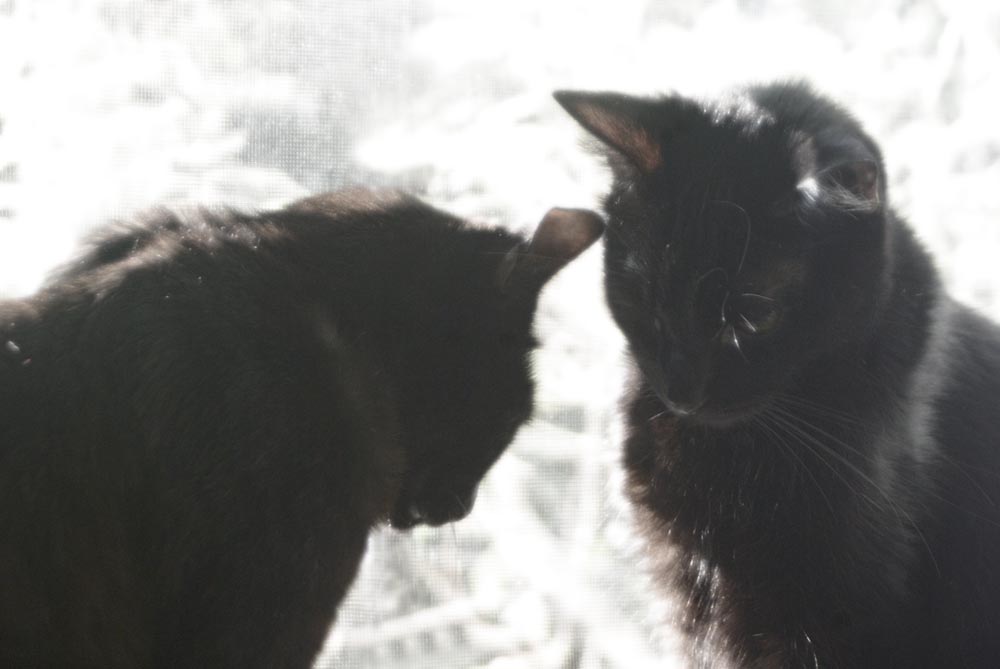 two black cats by window