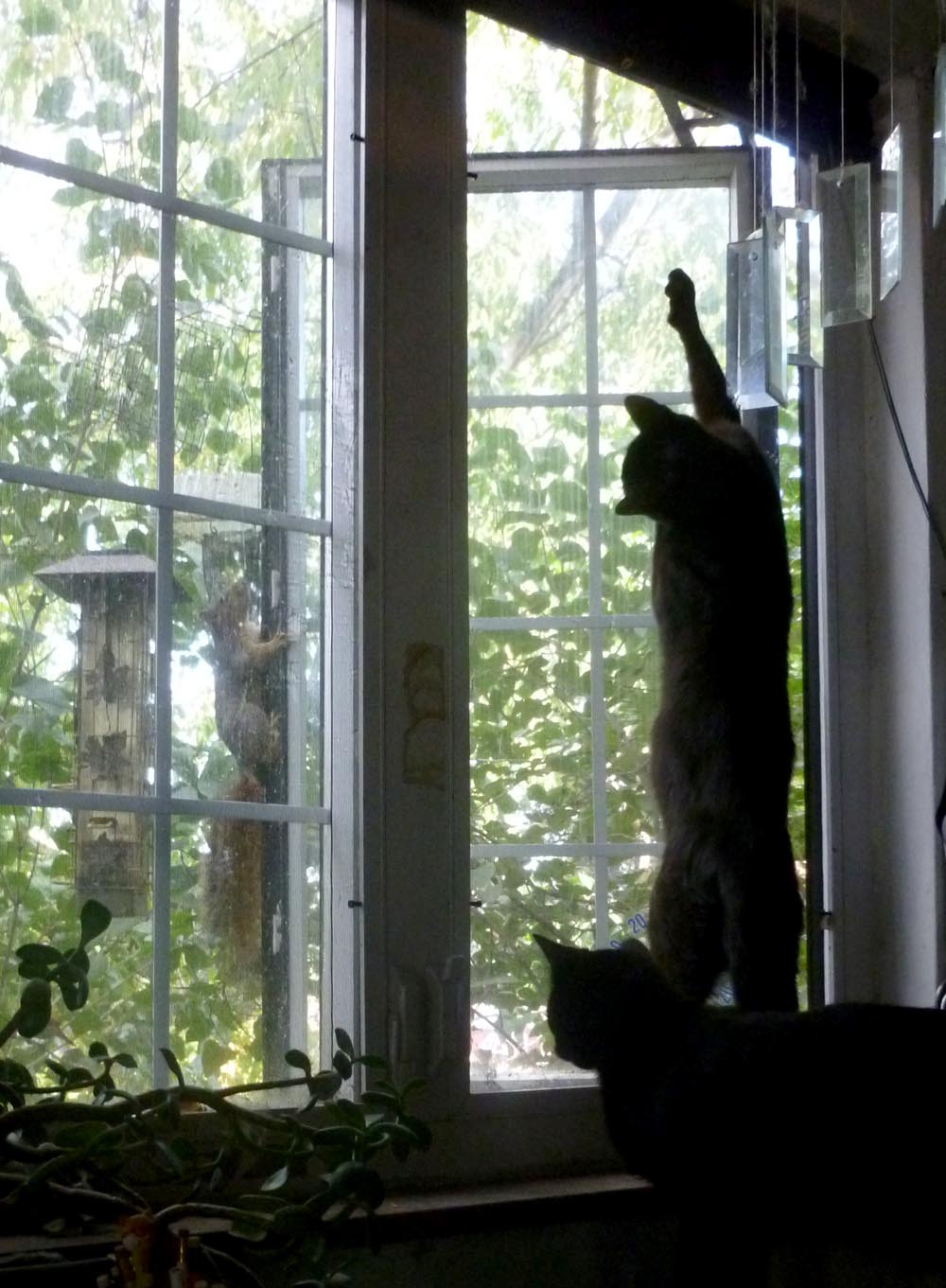 two cats at window with squirrel