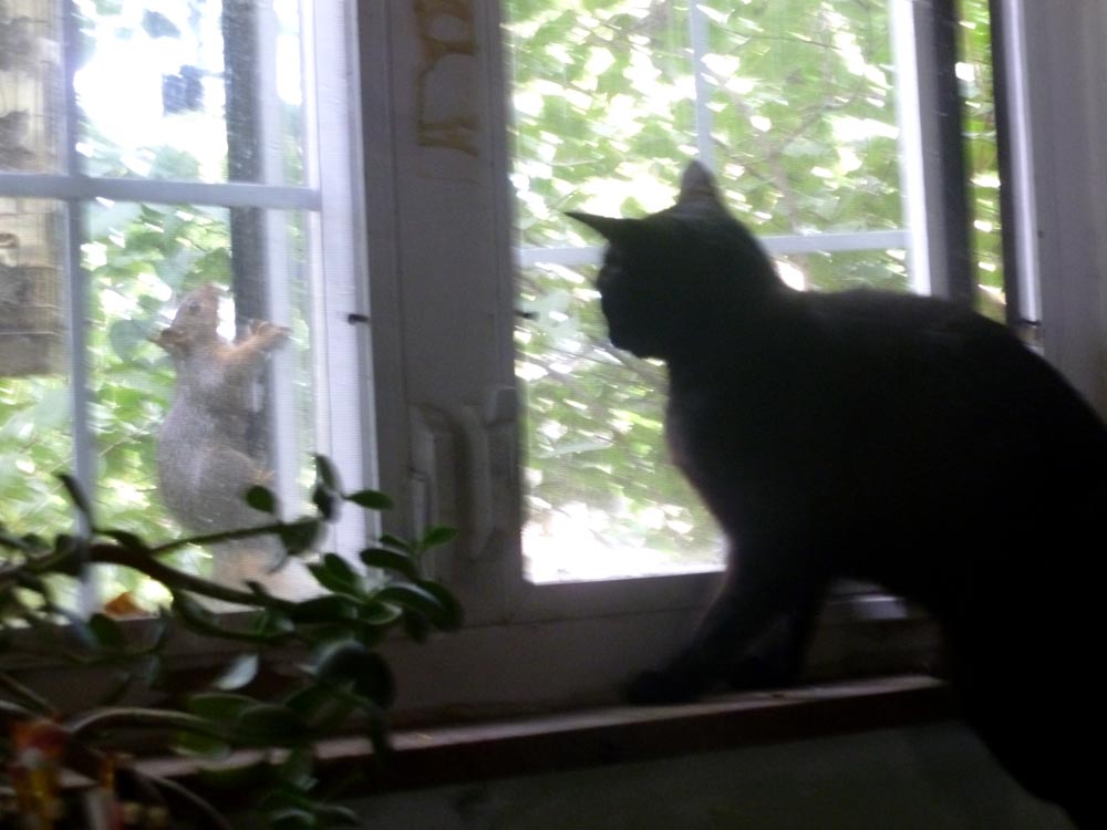 cat at window with squirrel