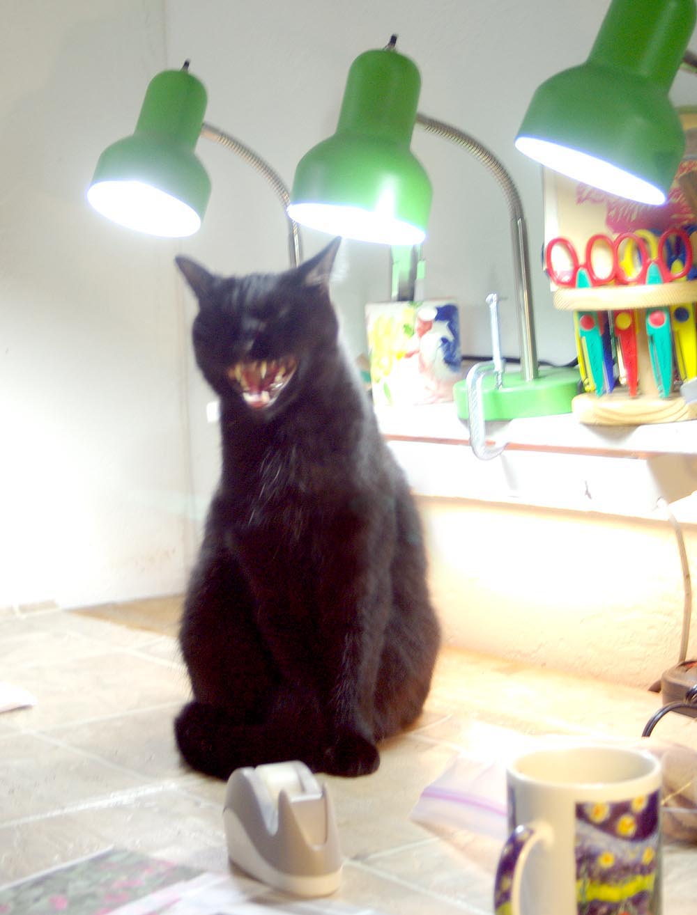 black cat laughing under lights