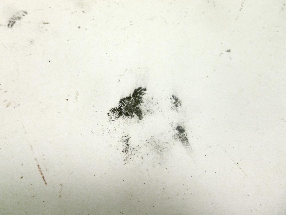 black inky pawprint