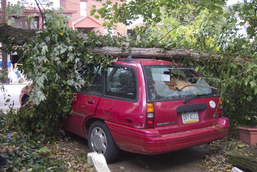 car with branch on roof