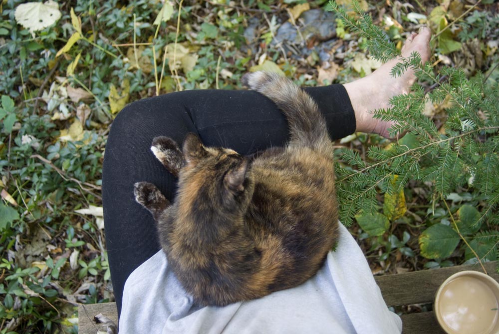 tortie cat on lap