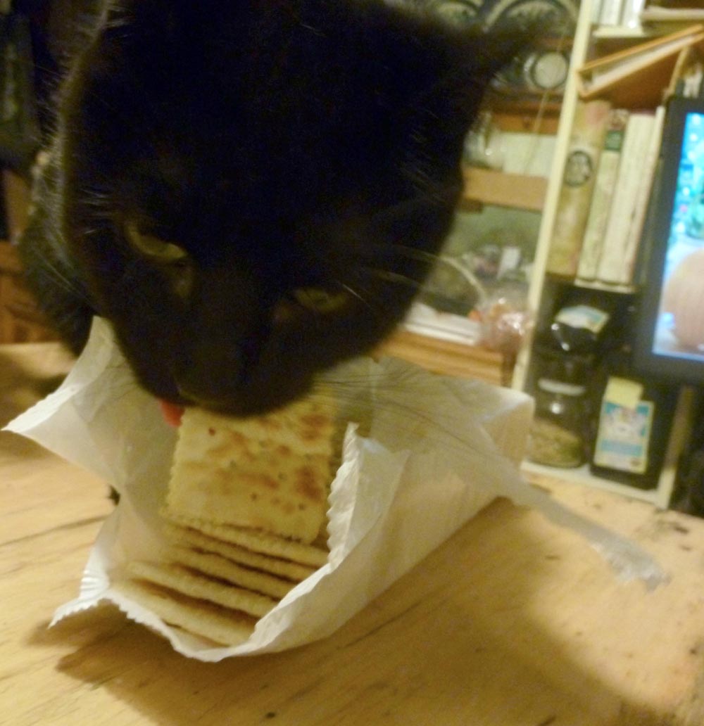 black cat with cracker