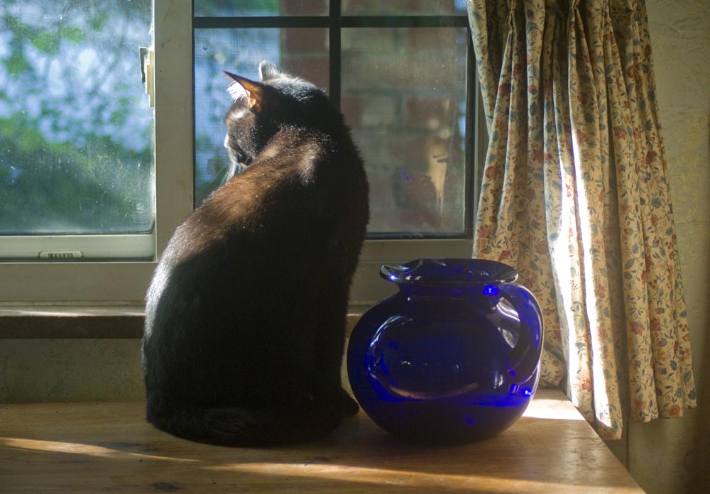 Jelly Bean and the cobalt pitcher amid all the warm tones of autumn.