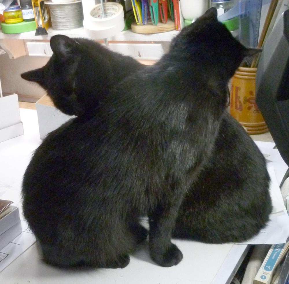 two black cats bathing each other