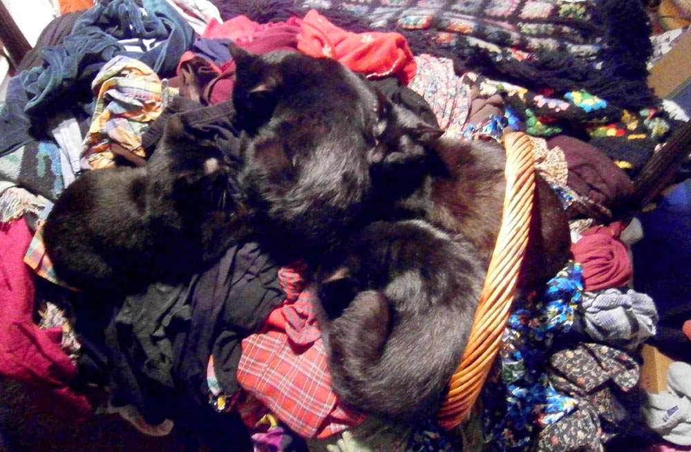 four black cats sleeping on laundry