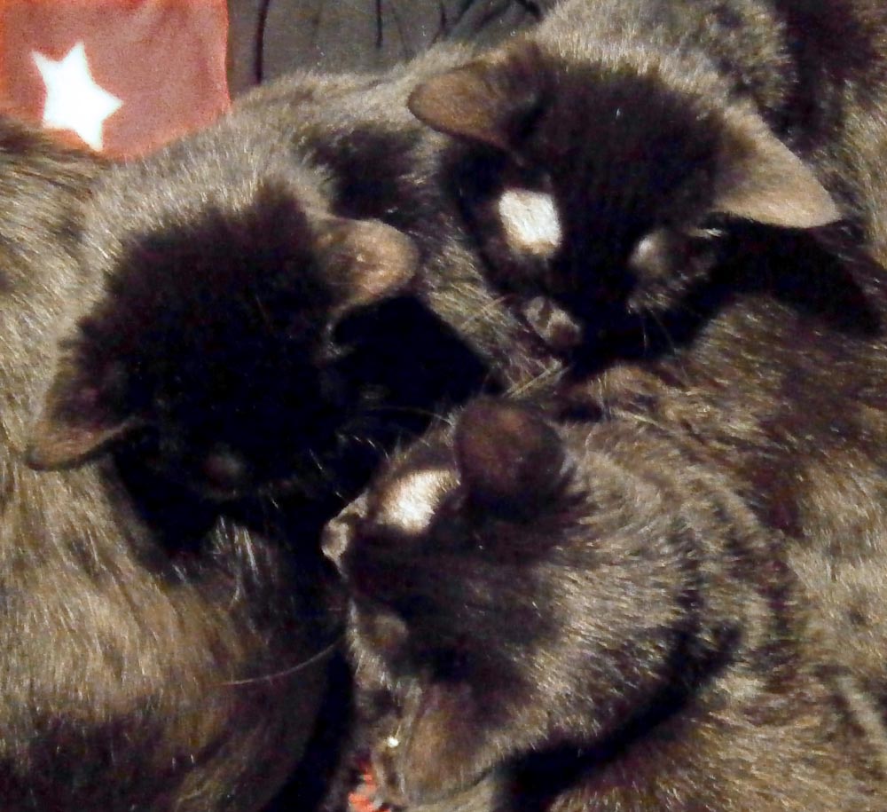 three black cats togehter