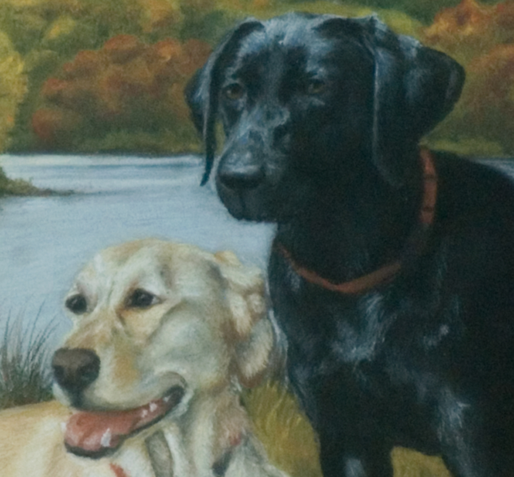 detaIl of portrait of two labrador retriever dogs