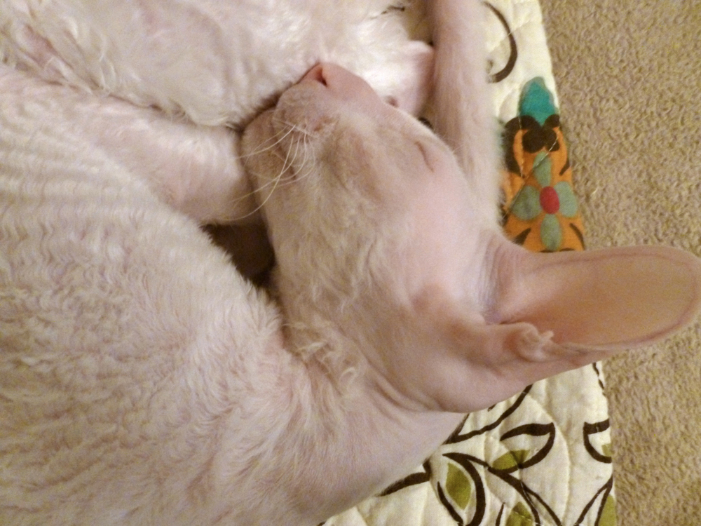 White cornish rex cat sleeping