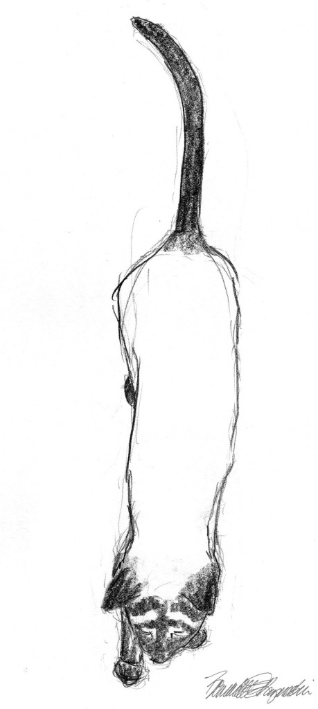 pencil sketch of siamese cat