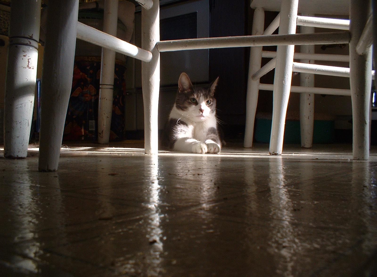 cat under table