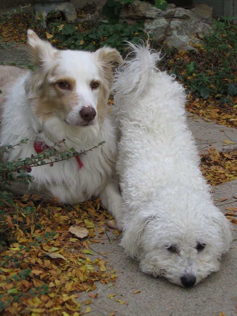photo of two dogs