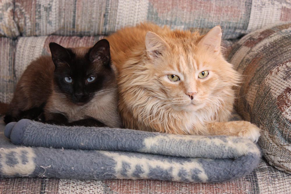 siamese and maine coone cats