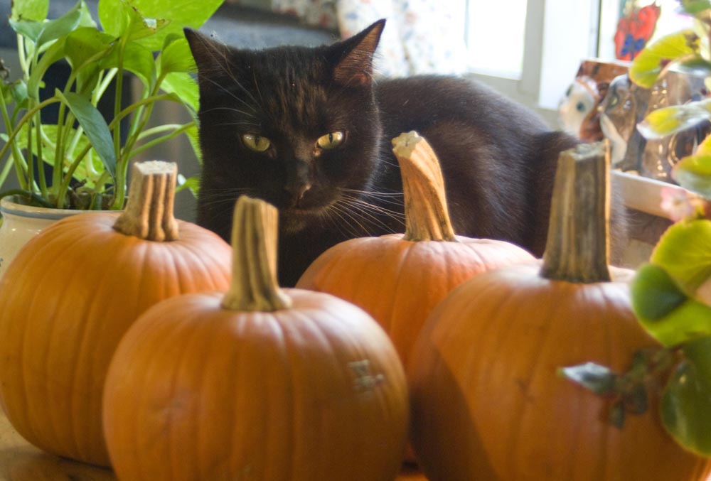 black cat with pumpkins