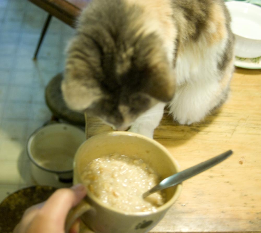 cat looking at oatmeal