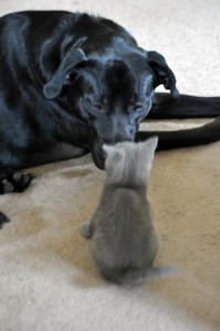 kitten meets dog