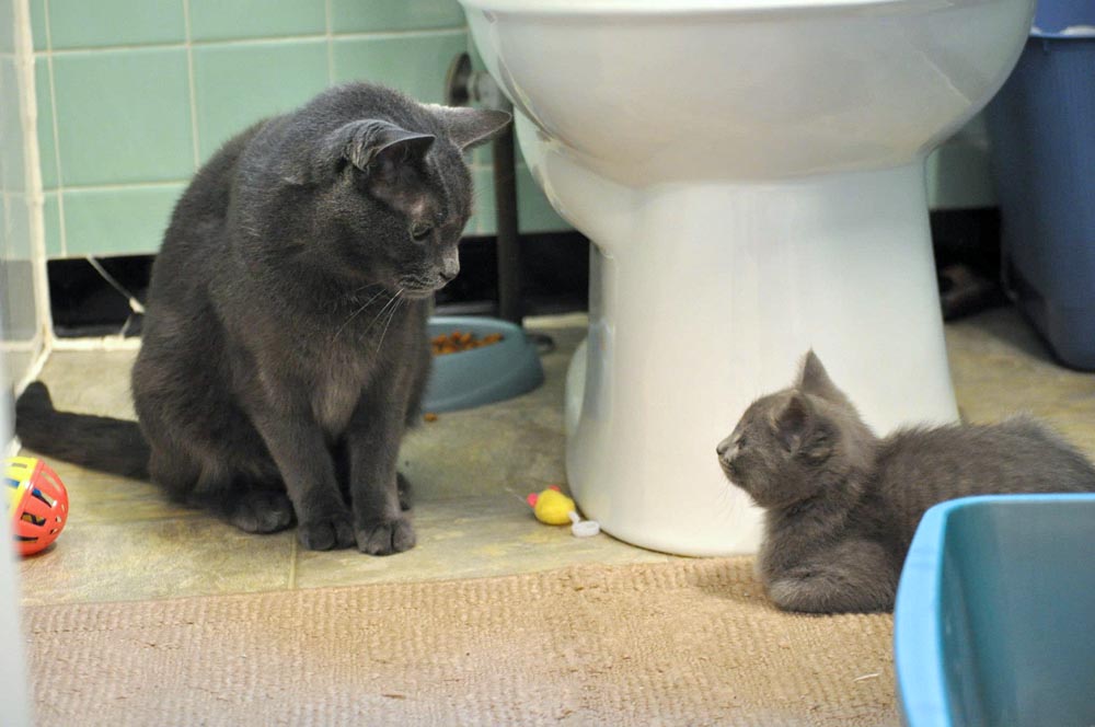 gray kitten and gray cat