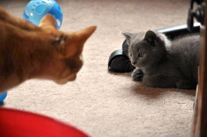 kitten and orange cat