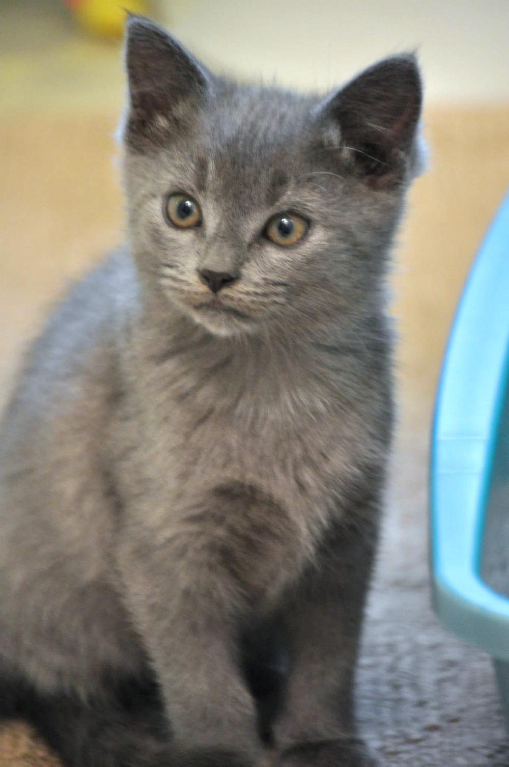 gray kitten