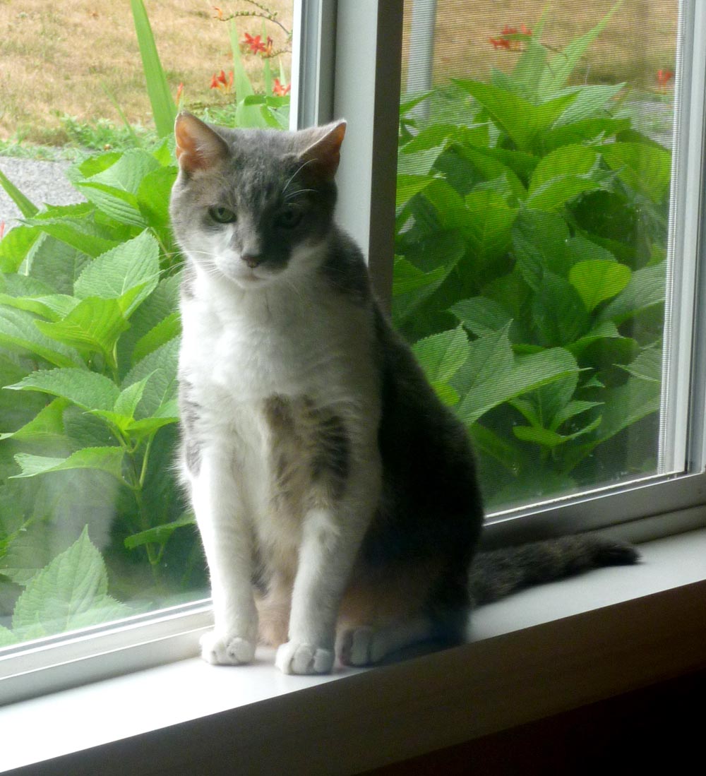 gray and white cat on windowsill