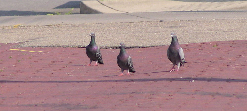 Pigeons are rounded up from cities and used for pigeon shoots in Pennsylvania.