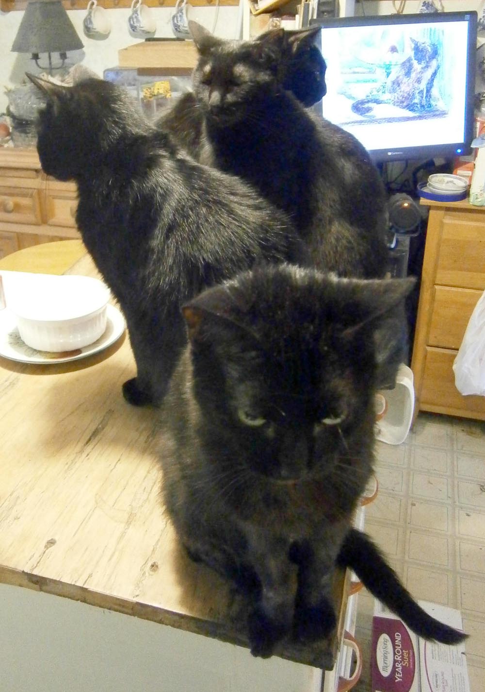 four black cats in kitchen