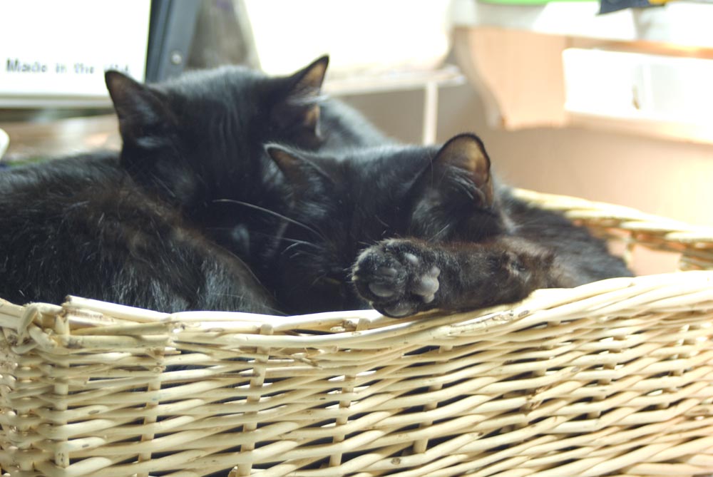 two black cats in basket