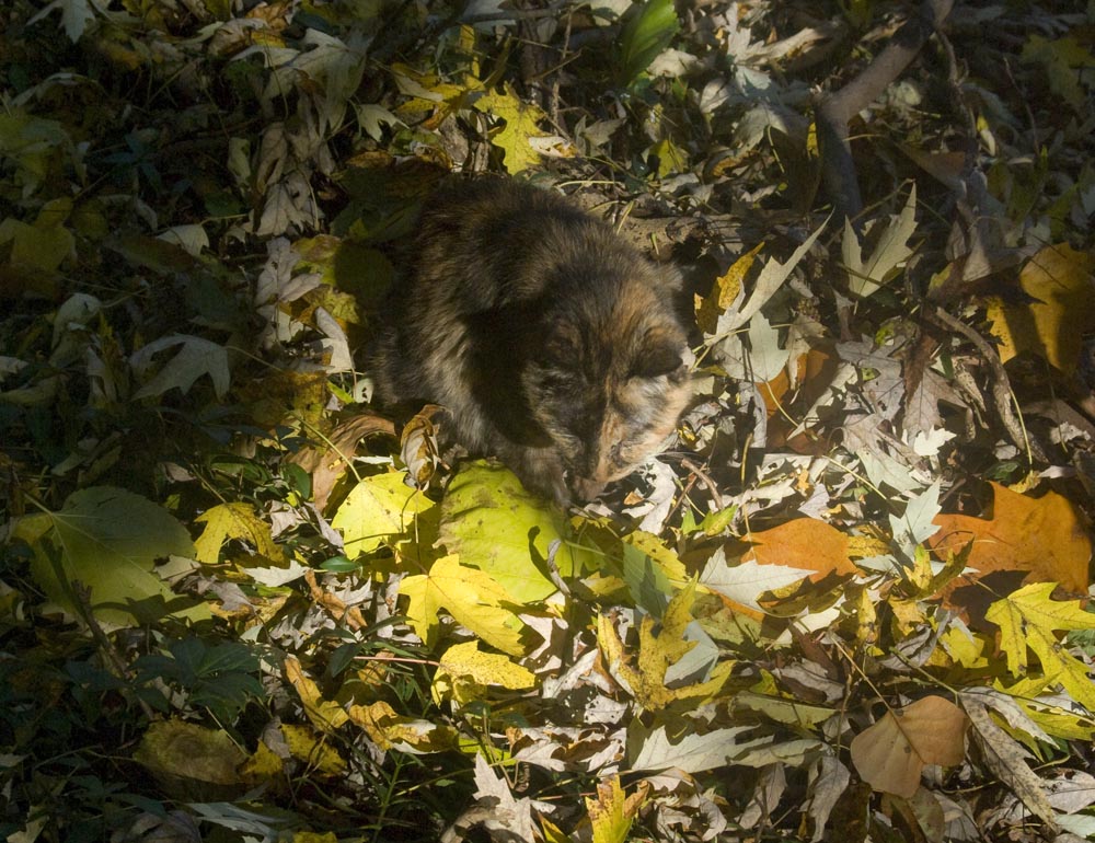 tortoiseshell cat in autumn leaves