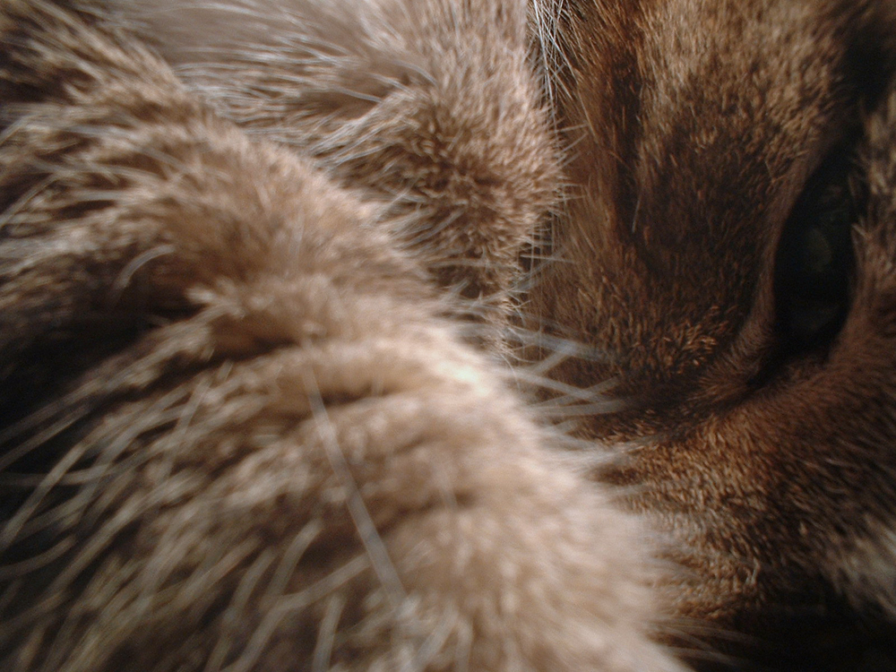 closeup of tabby cat
