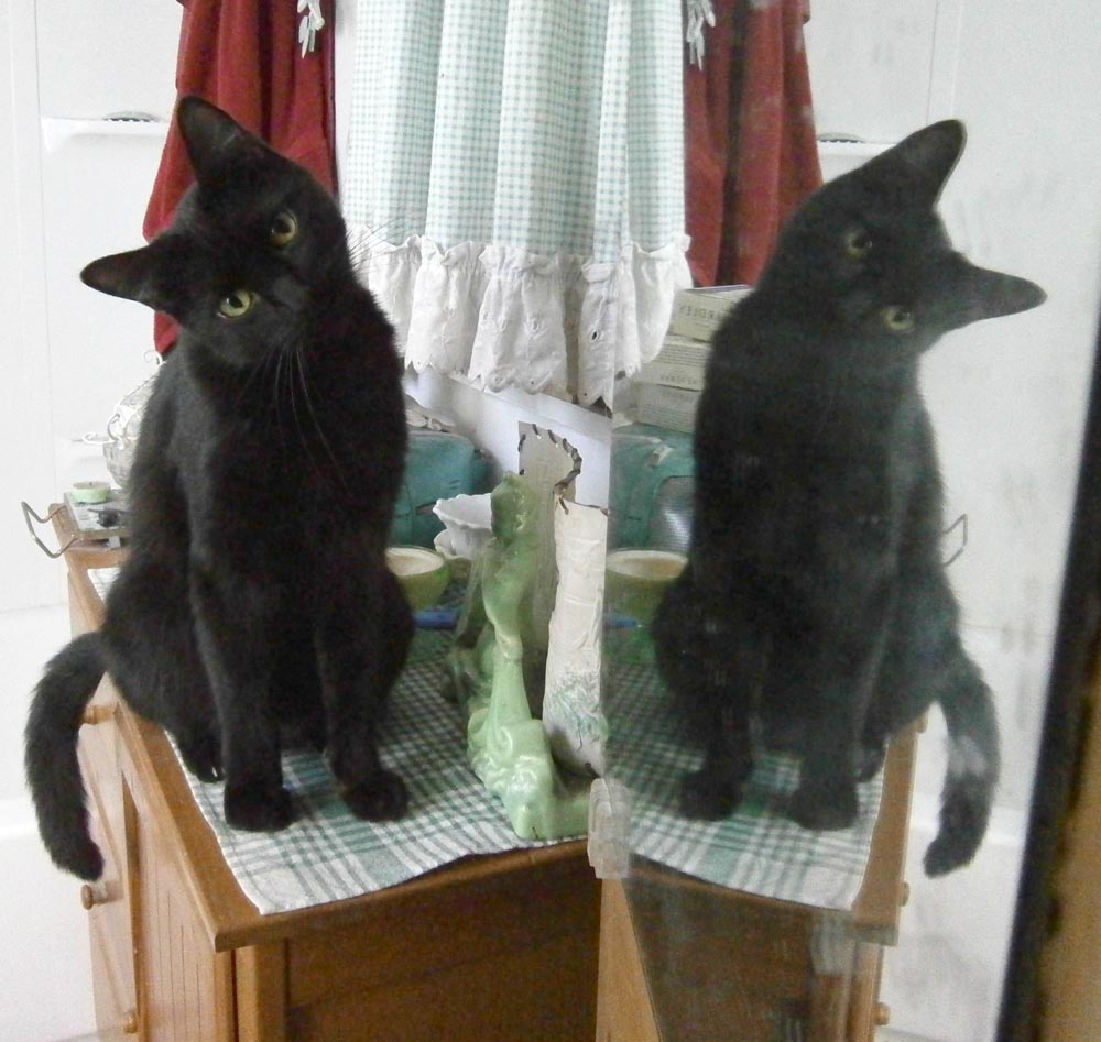 black cat in mirror