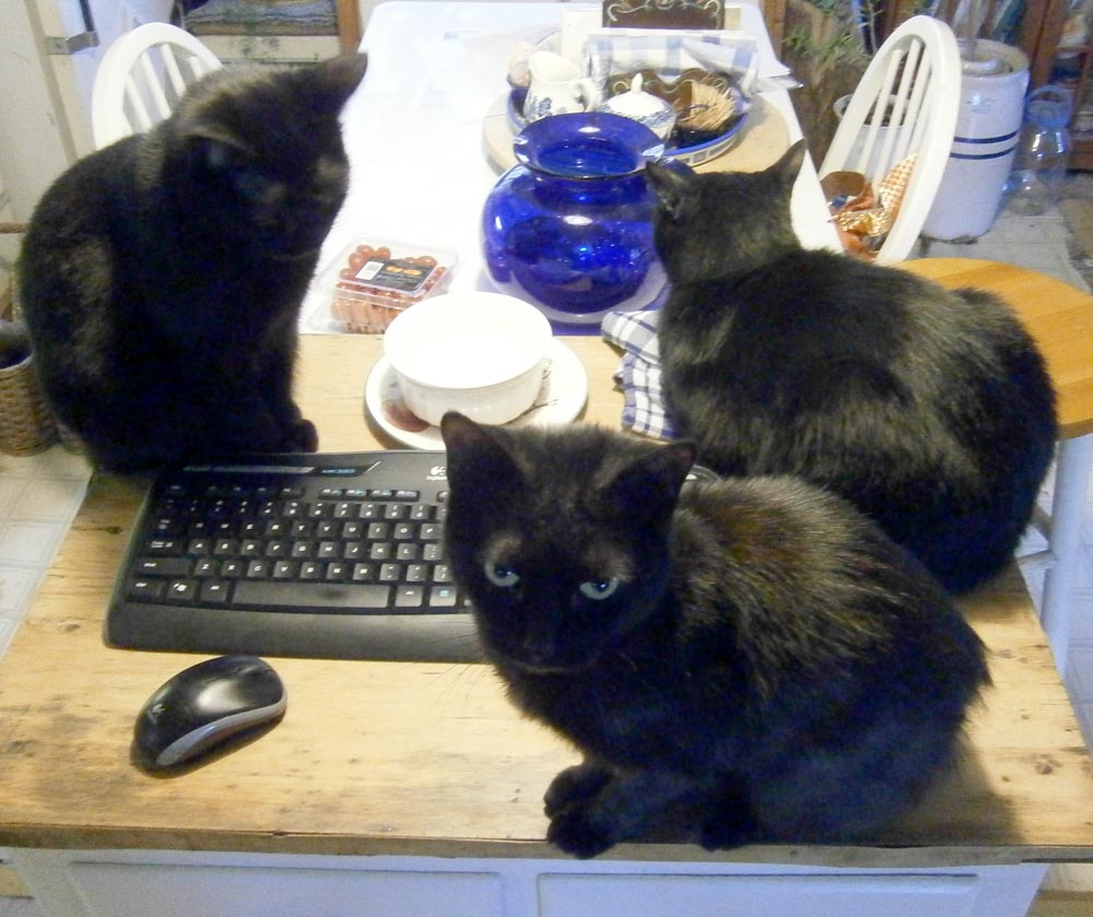 three black cats by computer keyboard