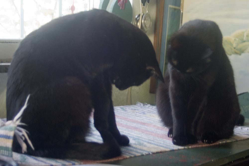 two black cats staring at something