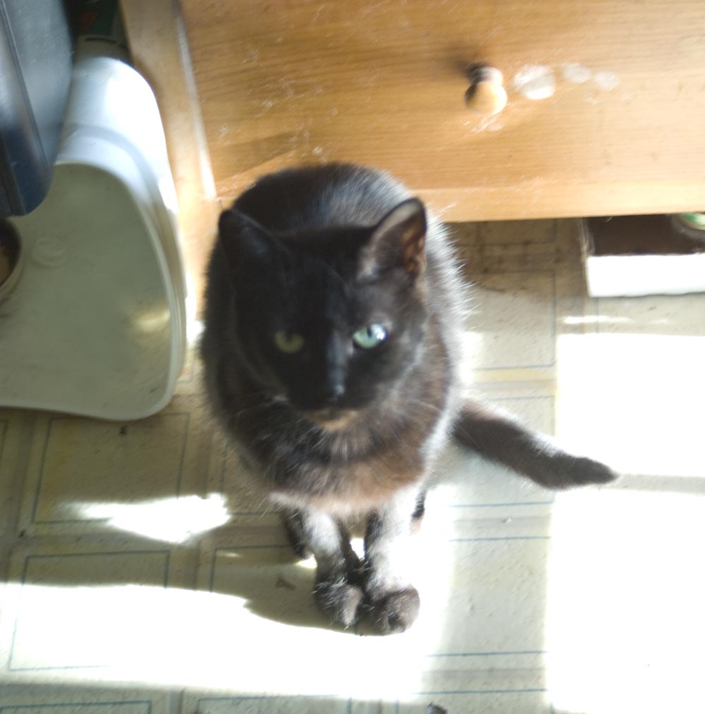 black cat looking guilty
