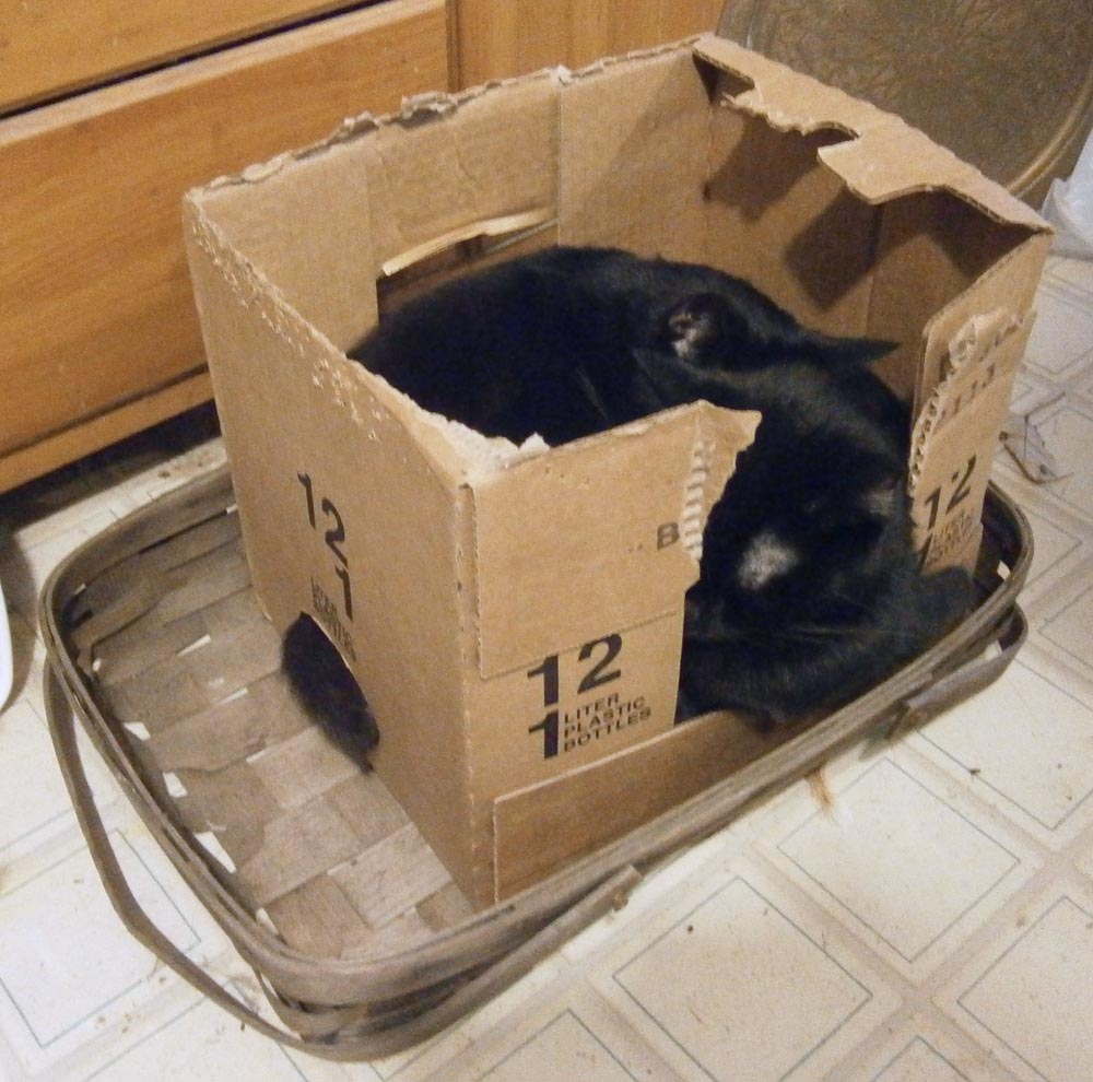 two black cats in a box.
