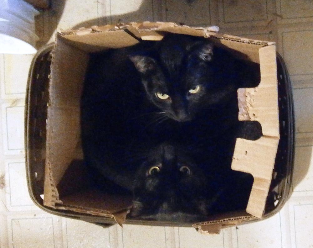 two black cats in a box