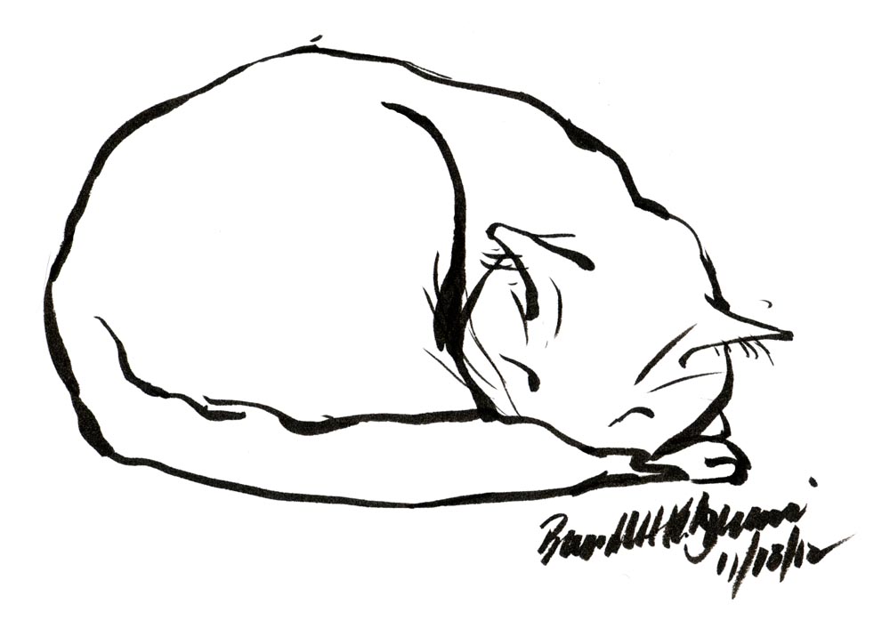 ink sketch of cat napping