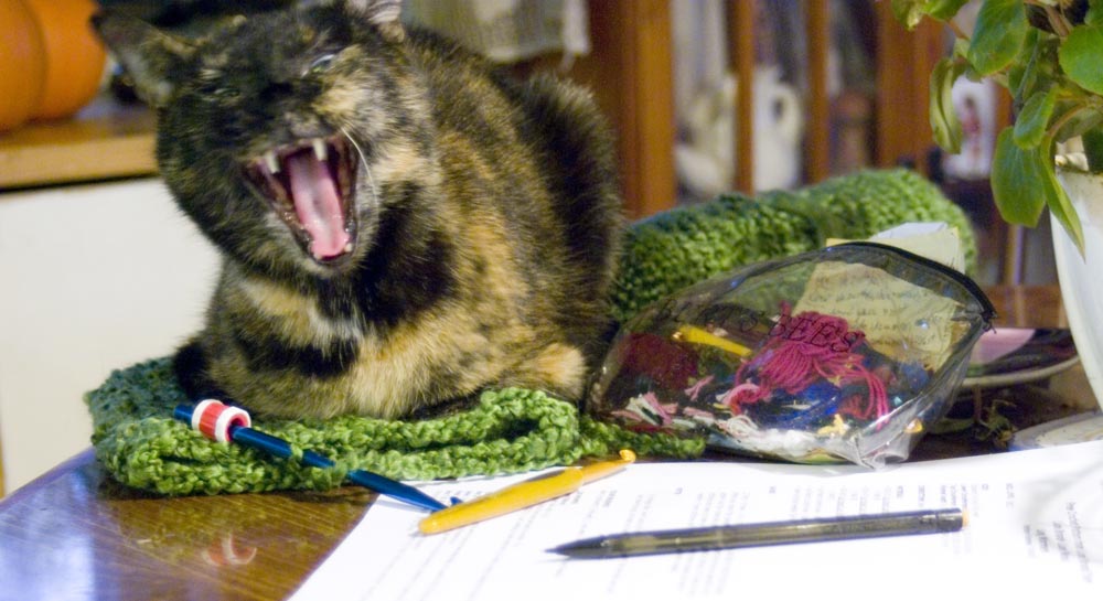 tortoiseshell cat yawning