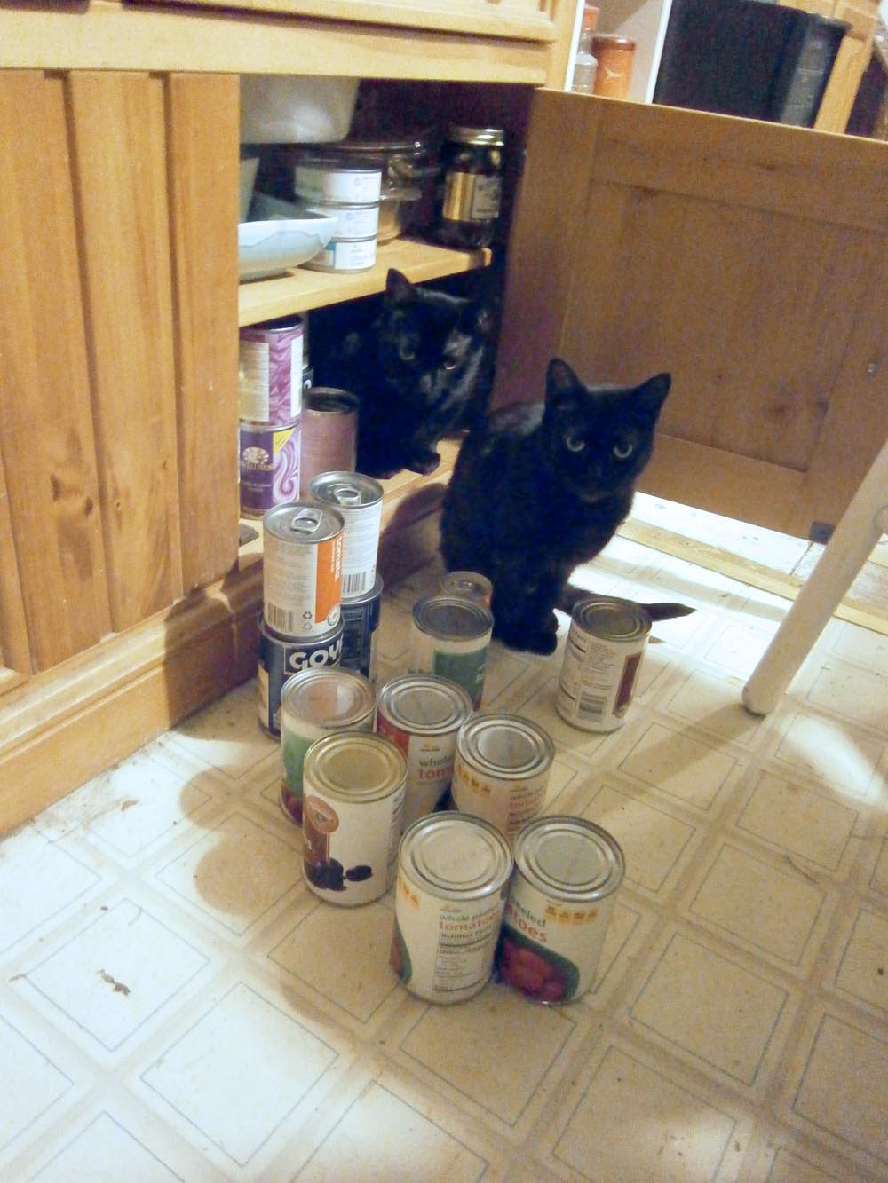 cats and canned goods