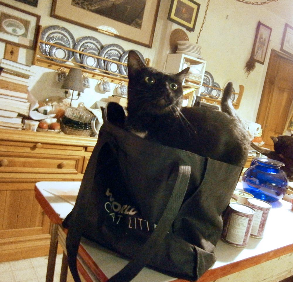 Black cat in black bag