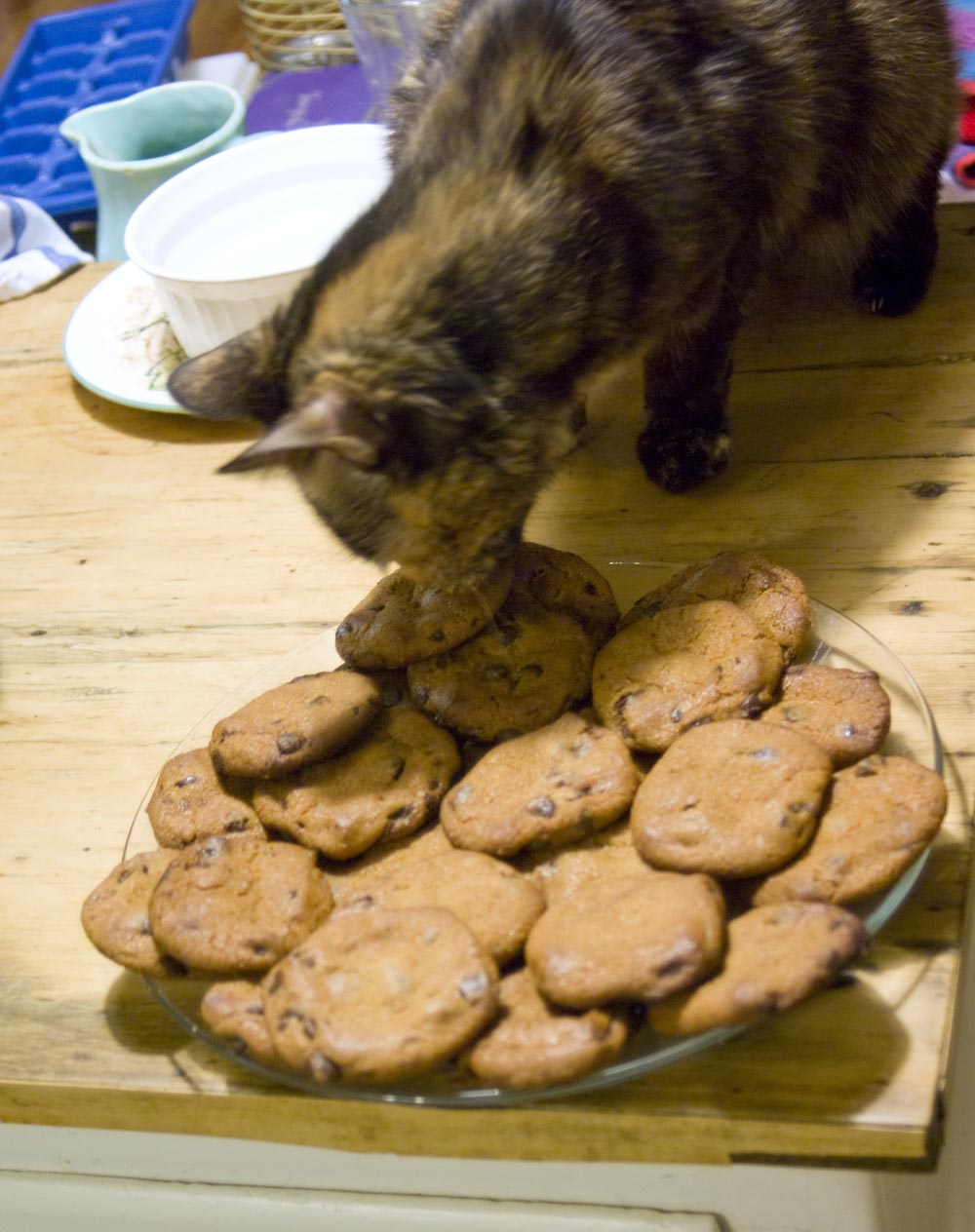 tortoiseshell cat tasting chocolate chip cookies