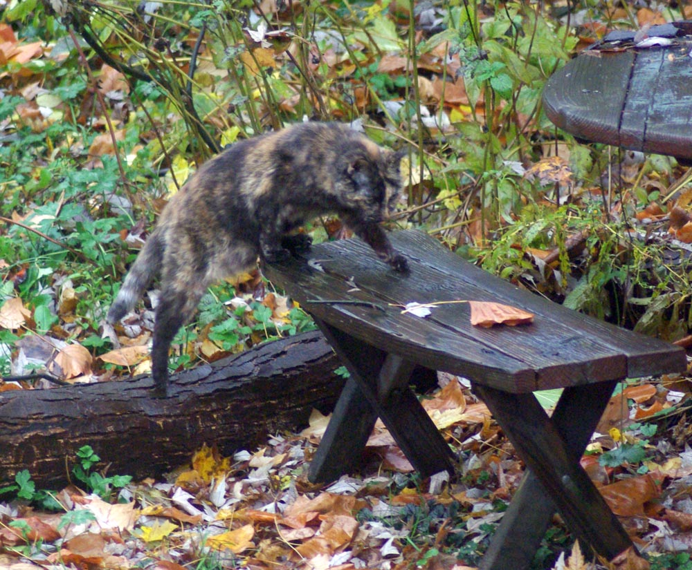 tortoiseshell cat stepping onto picnic table
