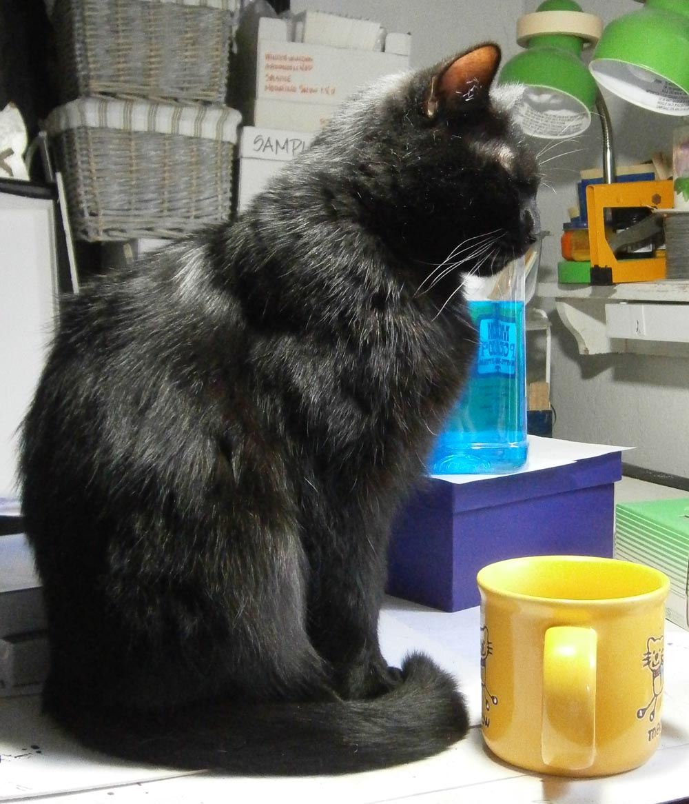 black cat with cup of coffee