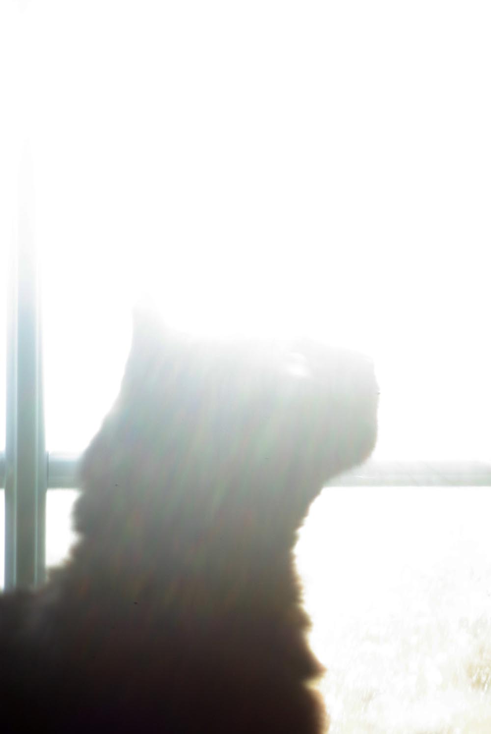 cat by sunny window